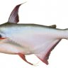 vonguyennghi9